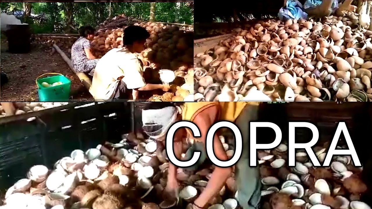 Buhay Mag co-copra sa Quezon province | Coconut farming