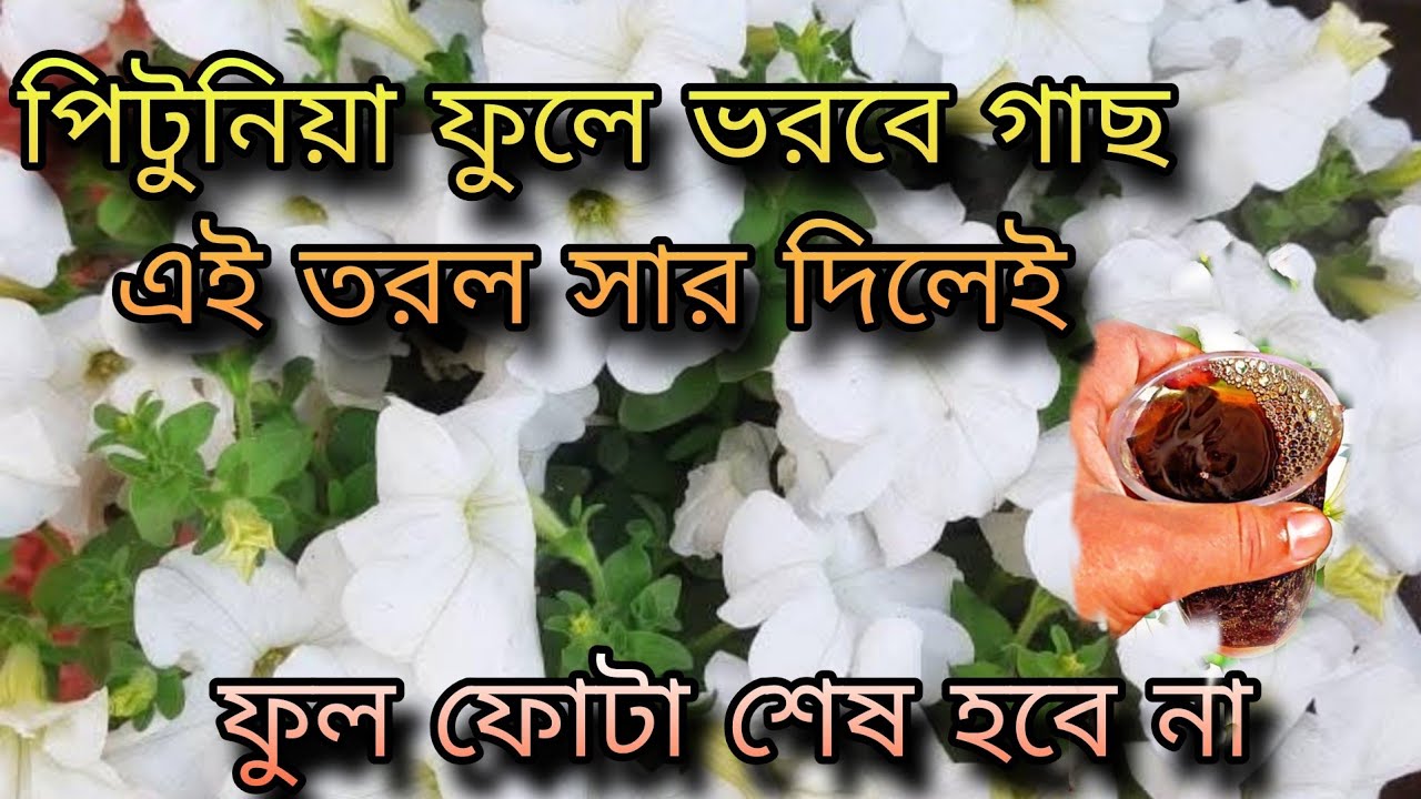 পিটুনিয়া ফুলে ভরবে গাছ এই তরল সার দিলেই / ফুল ফোটা শেষ হবে না 