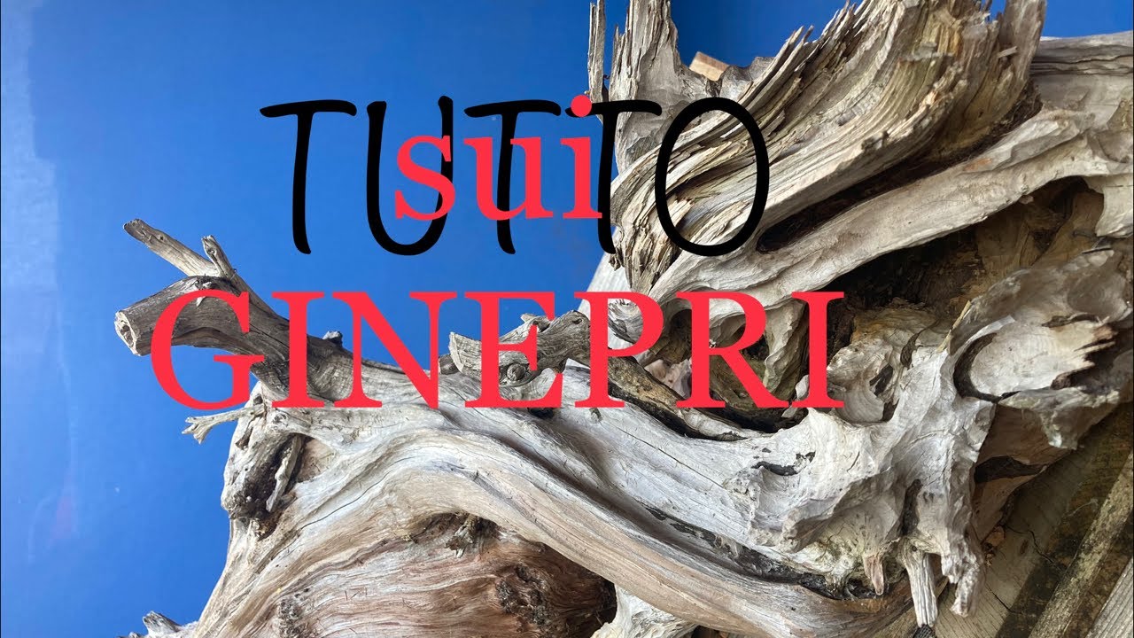 Tutto sui ginepri parte V