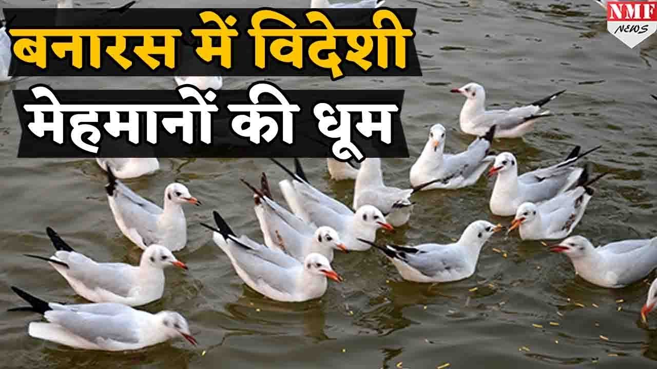 Ganga की गोद में उतरे विदेशी मेहमान,  Varanasi में लगे चार चांद| Siberian Birds Documentary