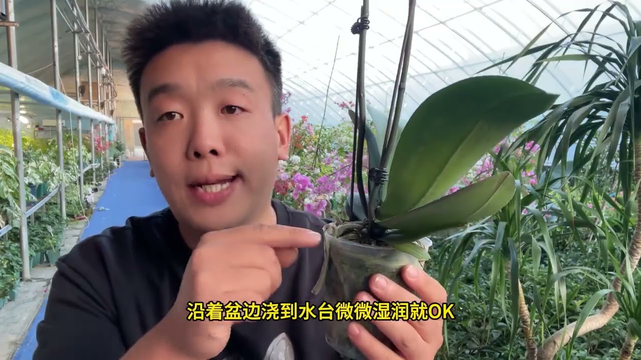 蝴蝶兰有5怕，1不小心它就挂 #养花 #蝴蝶兰 #蝴蝶兰养护