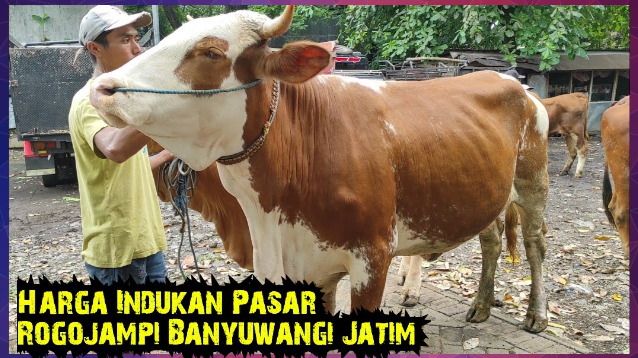 Harga Sapi Indukan Pasar Rogojampi Banyuwangi Jatim