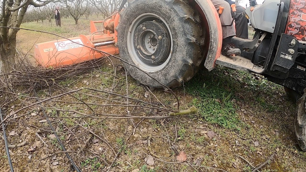 Ayva Dallarını Parçalıyoruz - Same Furutetto - Yüksan Sap Parçalama