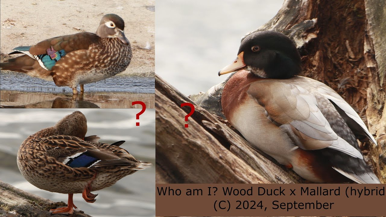 Rare hybrid: Wood Duck x Mallard