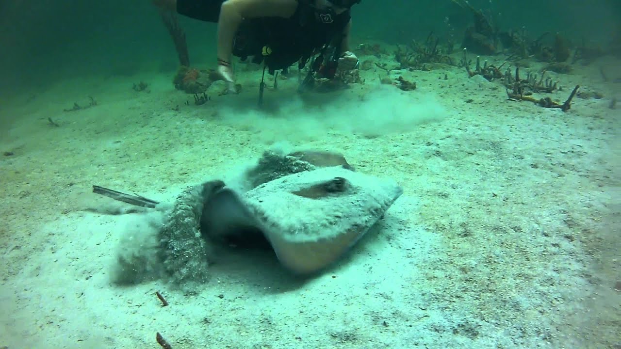 Diving Bocas del Toro, Panama