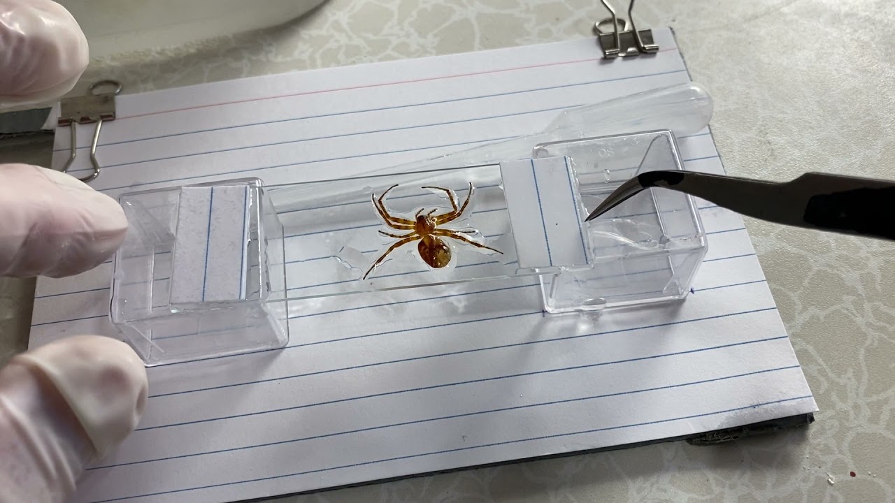 Video 3 of 4. Proper Techniques for Permanent Slide Making of Whole Mount Insects