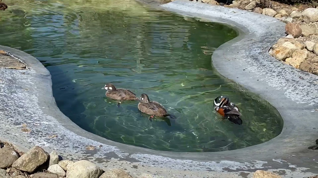 Species Spotlight: Harlequin Ducks