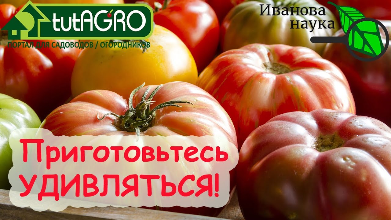 ЛЮБОВЬ ПОМИДОРОВ! Что будет, если скрестить 2 сорта. Урок 3. Чудеса рекомбинации.