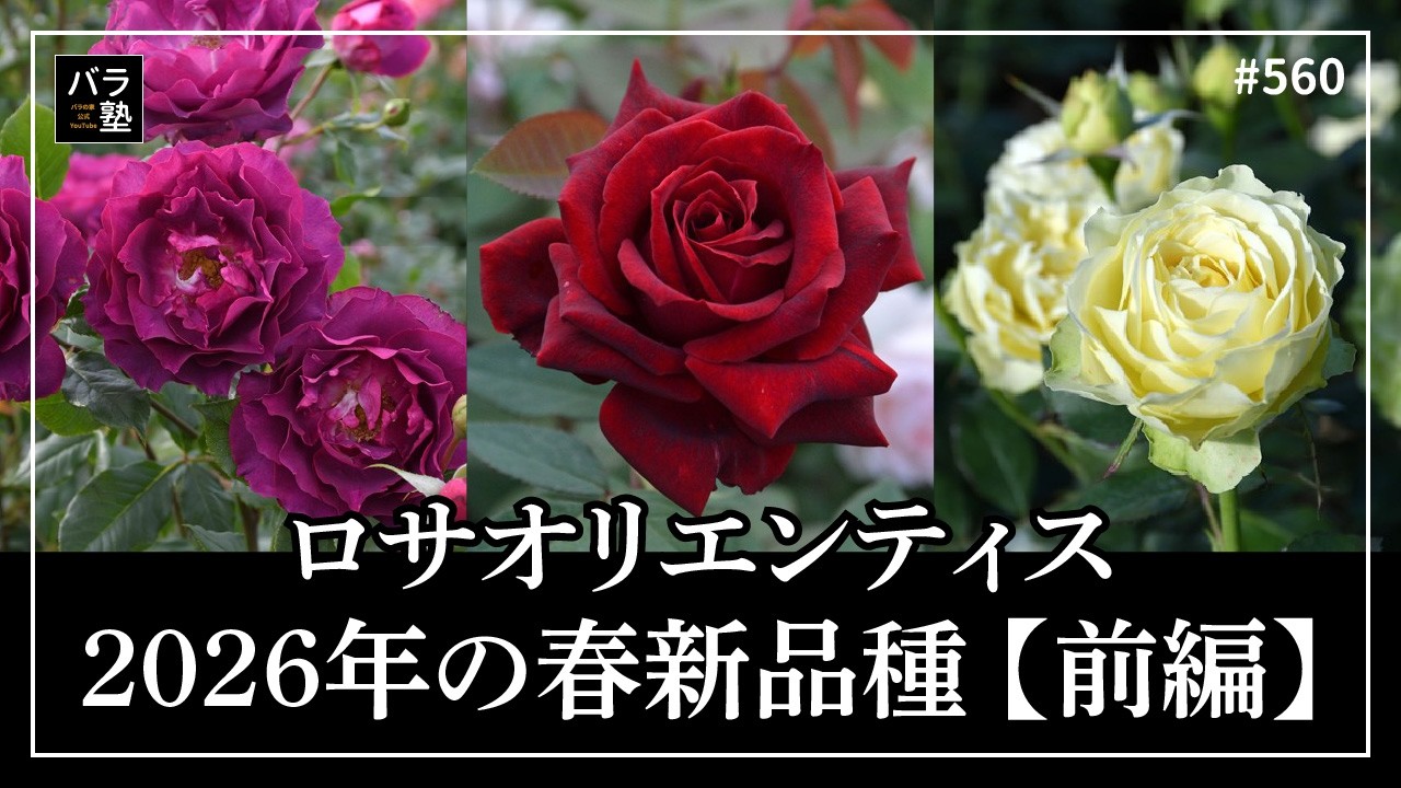 #560 ロサオリエンティス2026年の春新品種をご紹介【前編】