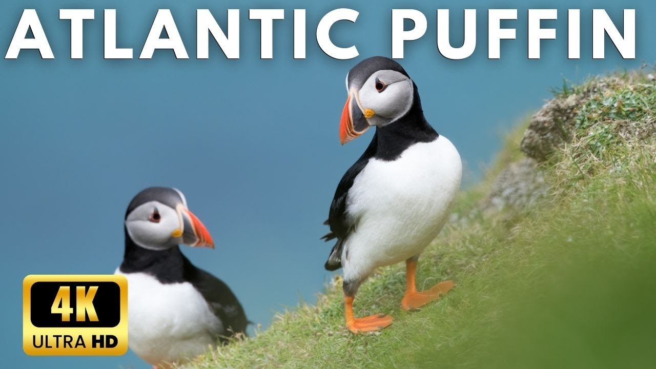 Cute Atlantic puffin in  4k Ultra Hd | God Creation 4k