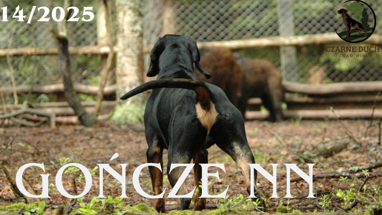 Spotkanie pasjonatów Gończego Polskiego cz.2. CZARNE DUCHY ZNAD WISŁY 14/2025 #hunting #dog