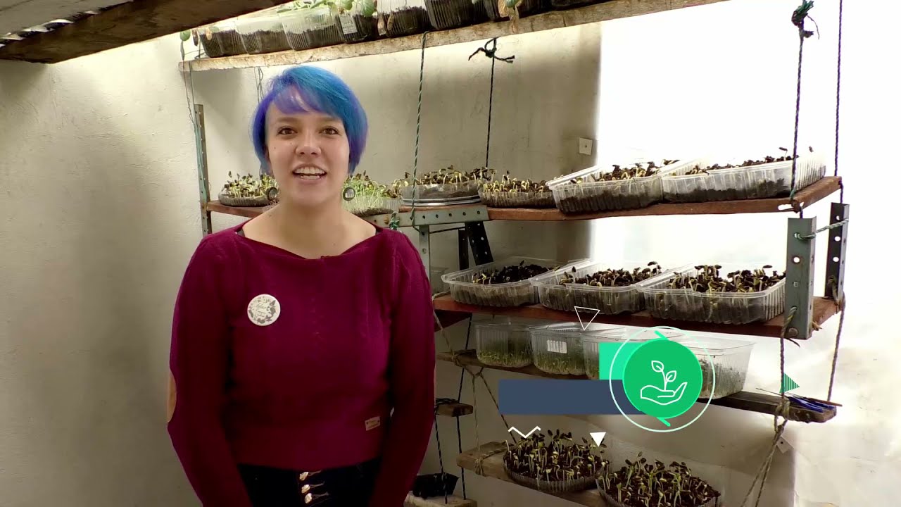 Conoce a Microgreens y Germinados BFUE, un emprendimiento de agricultura urbana