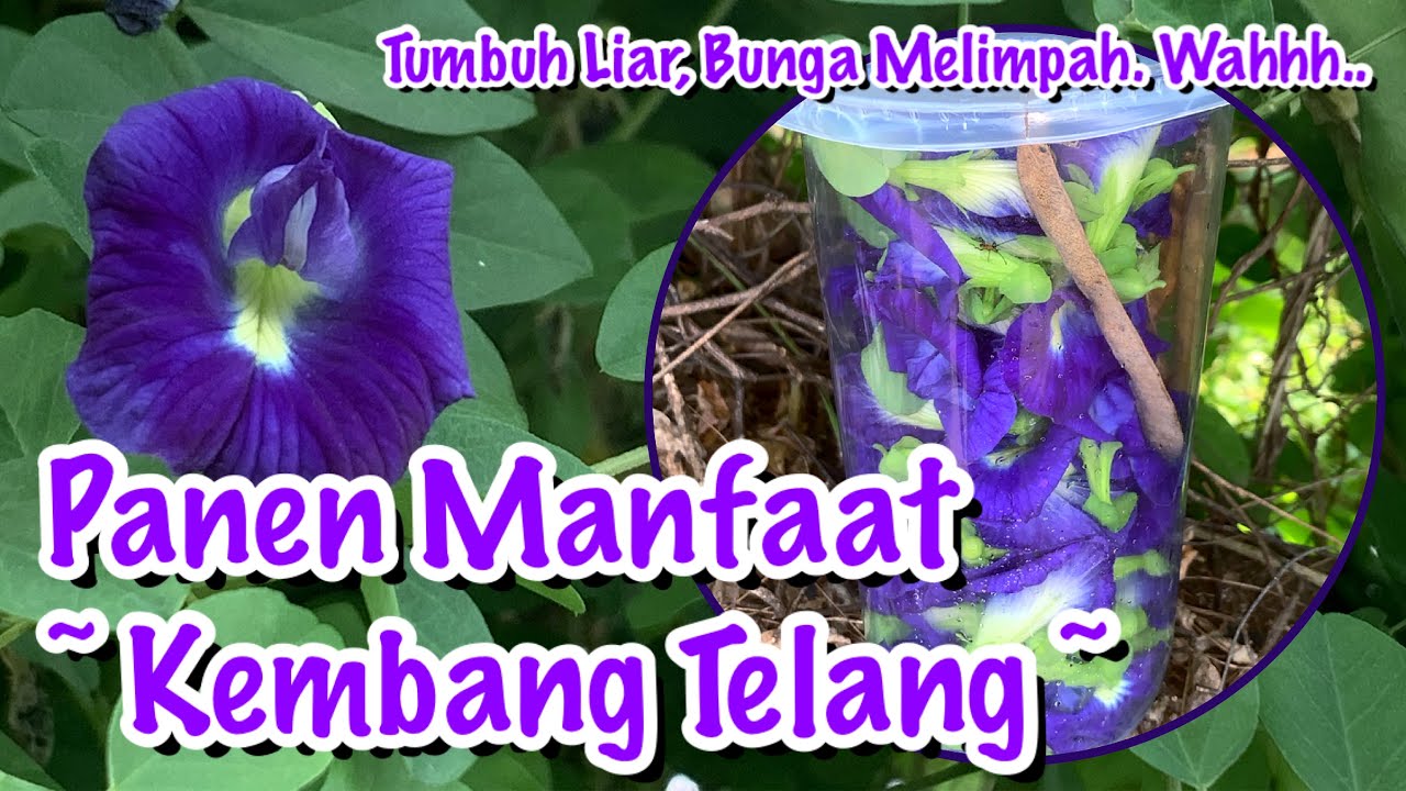 Fakta Menarik Kembang Telang #Panen #Bunga #Herbal