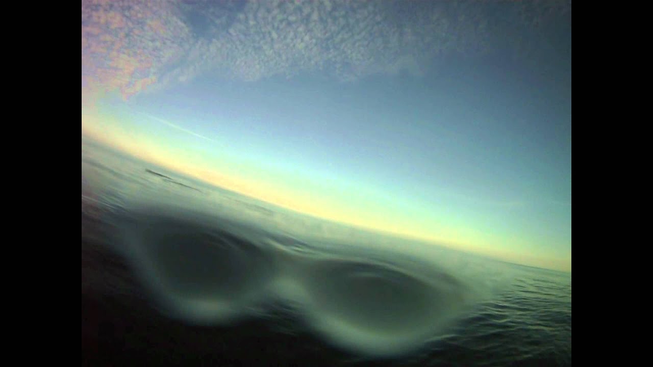 Dolphins in Mersey Bay.flv