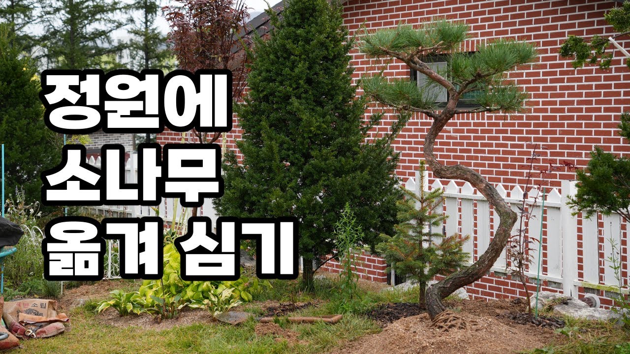 적송 분뜨기 → 운반 → 식재 전 과정