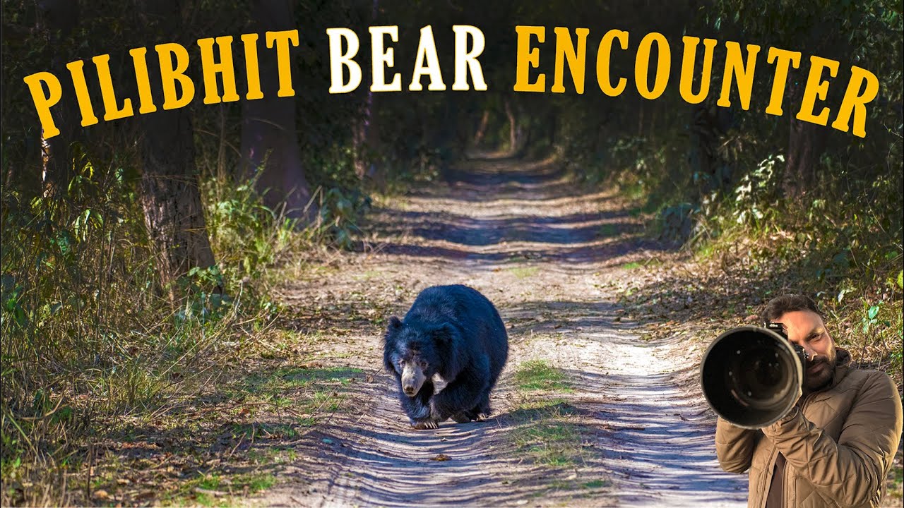 Bear Encounter at Pilibhit Tiger Reserve | #pilibhit #junglesafari #wildlife