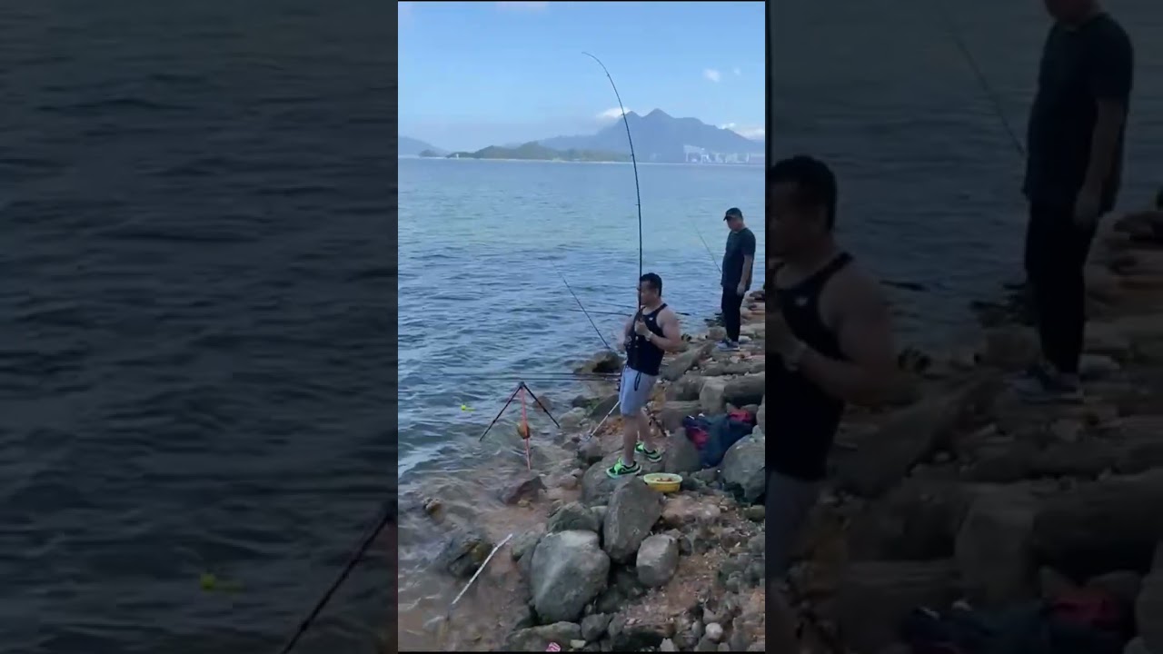 Mrigal carp fishing.