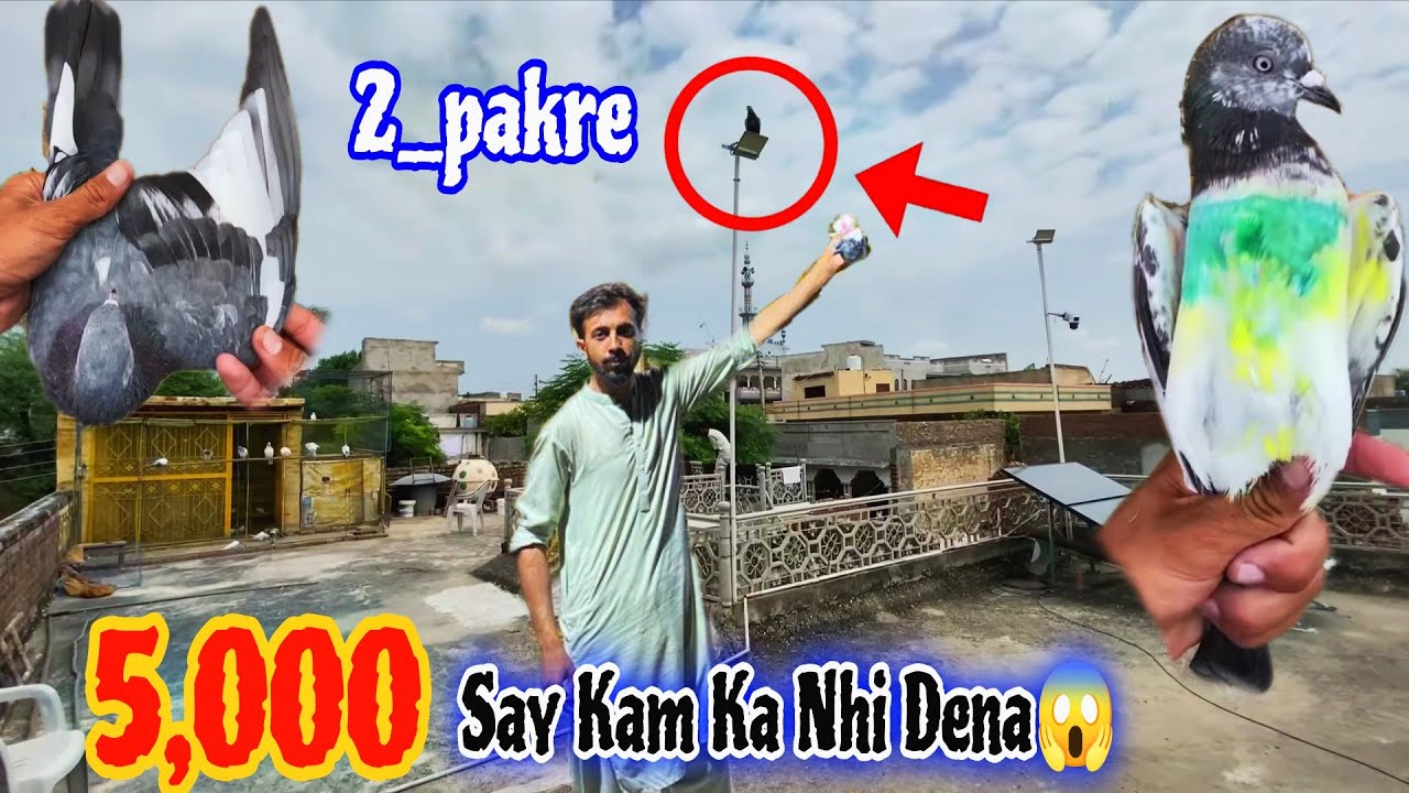 Aj 2_pakre🥰 Hmare Kabutr Ka 5,000 Mang Liya😱 