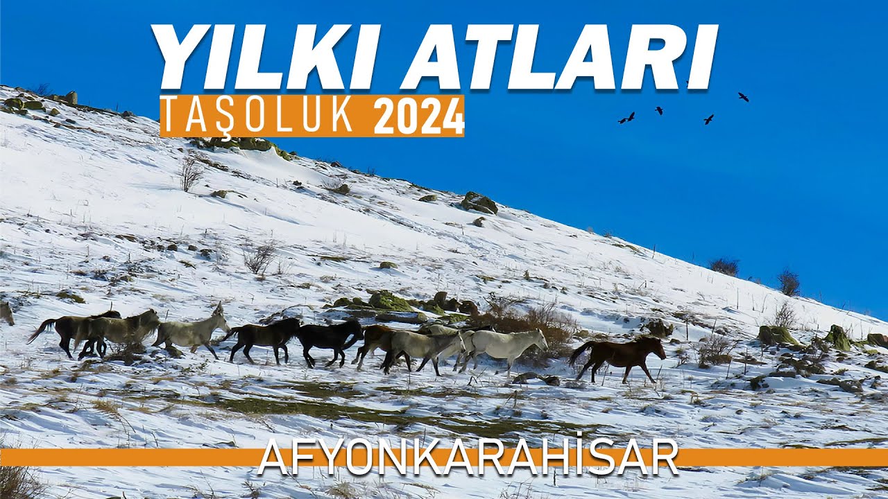 YILKI ATLARI 2024 AFYONKARAHİSAR KUMALAR DAĞI ;WILD HORSES TURKEY
