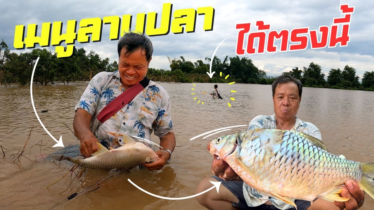 ได้ตัวใหญ่ๆ!! น้ำท่วมรอบนี้ ได้ปลาตะเพียนตัวใหญ่ ลาบปลาตะเพียน