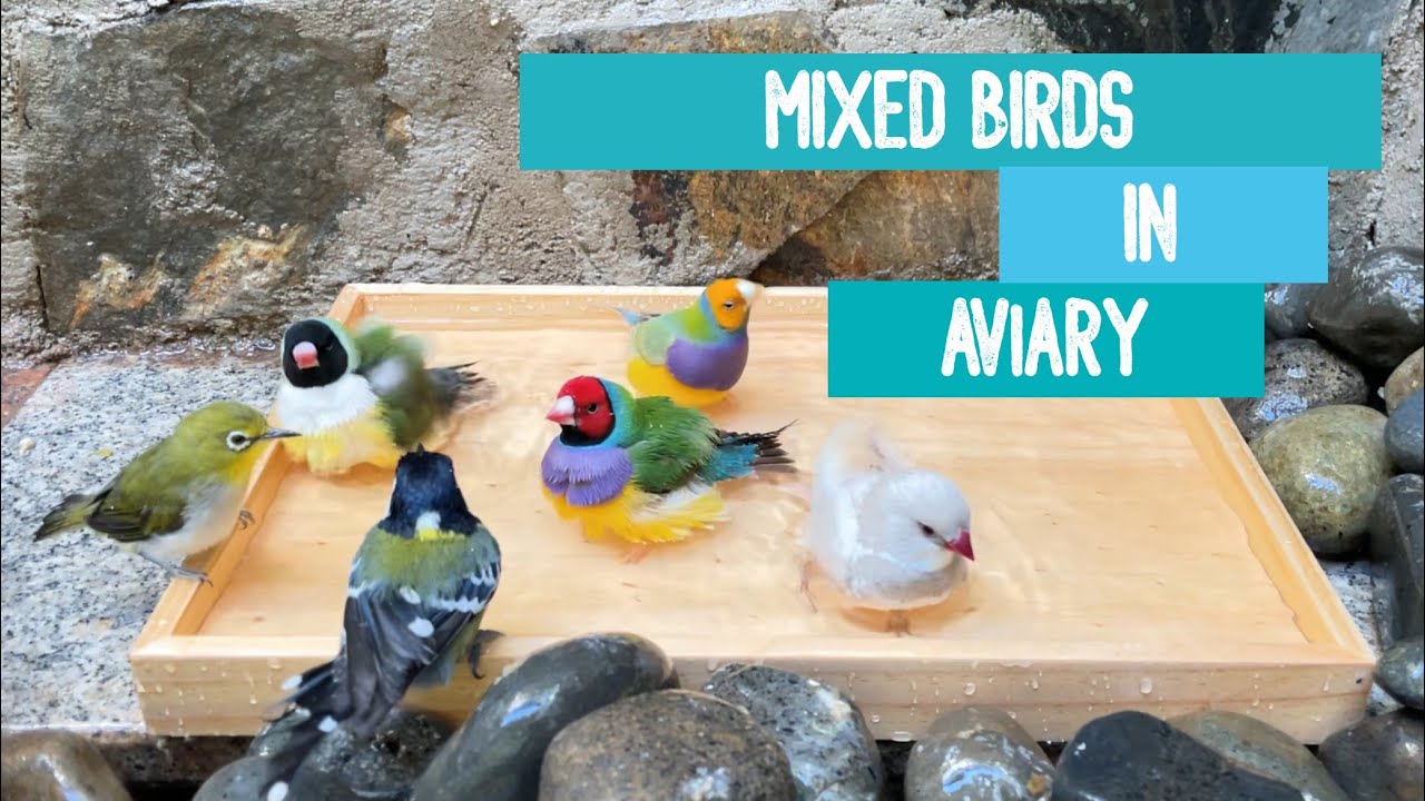 Mixed Birds Bathing in the Aviary - Gloudian Finch, Diamond Firetail, Pleci