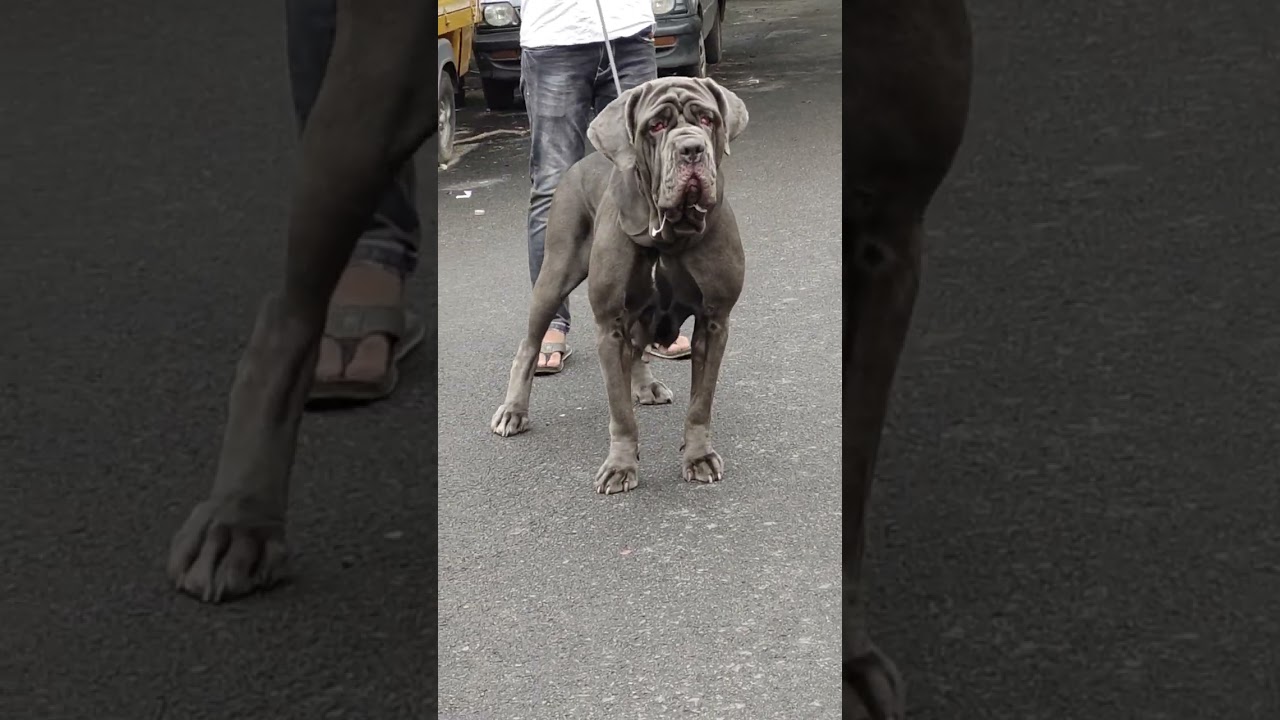 Neapolitan Mastiff #dog #breed #mastiff #neapolitanmastiff