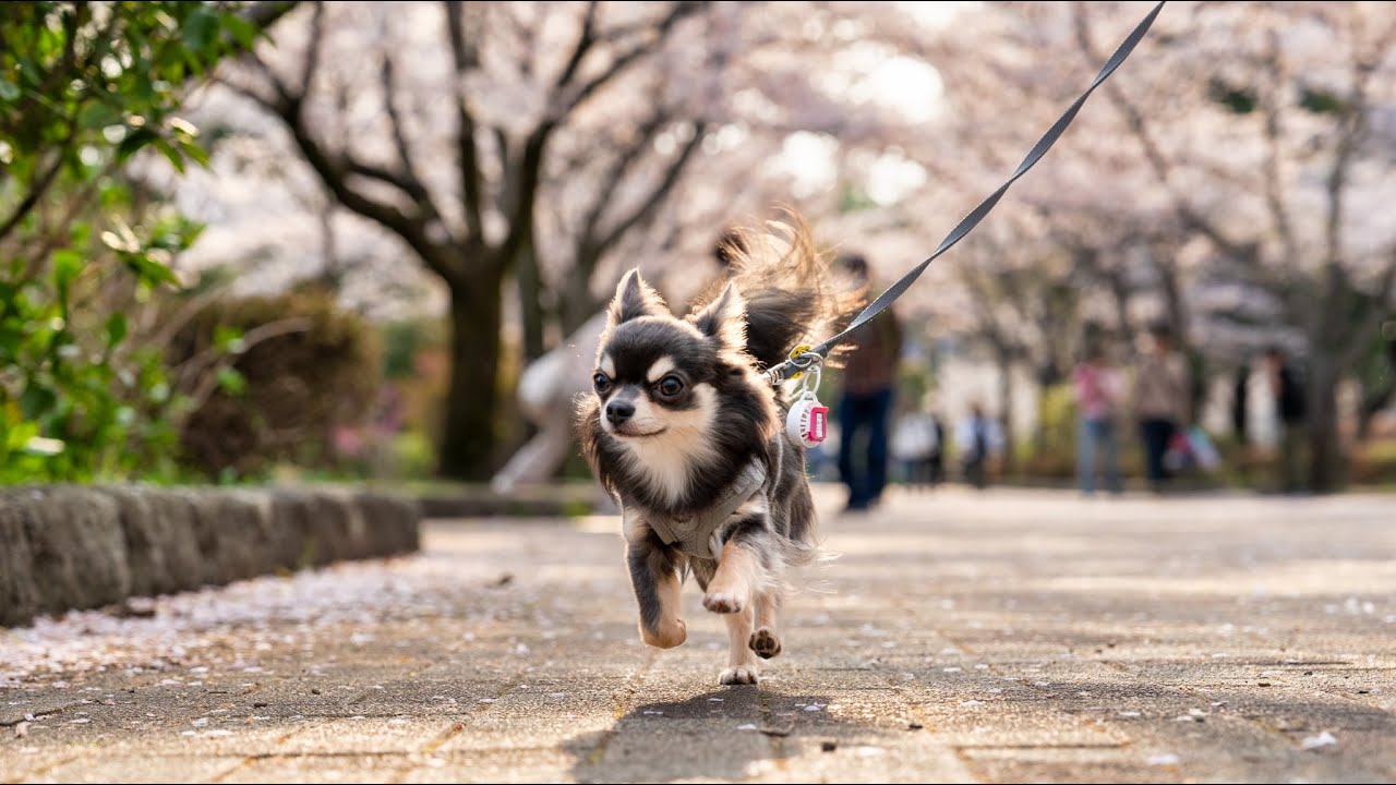 満開の桜の中をお散歩するチワワ