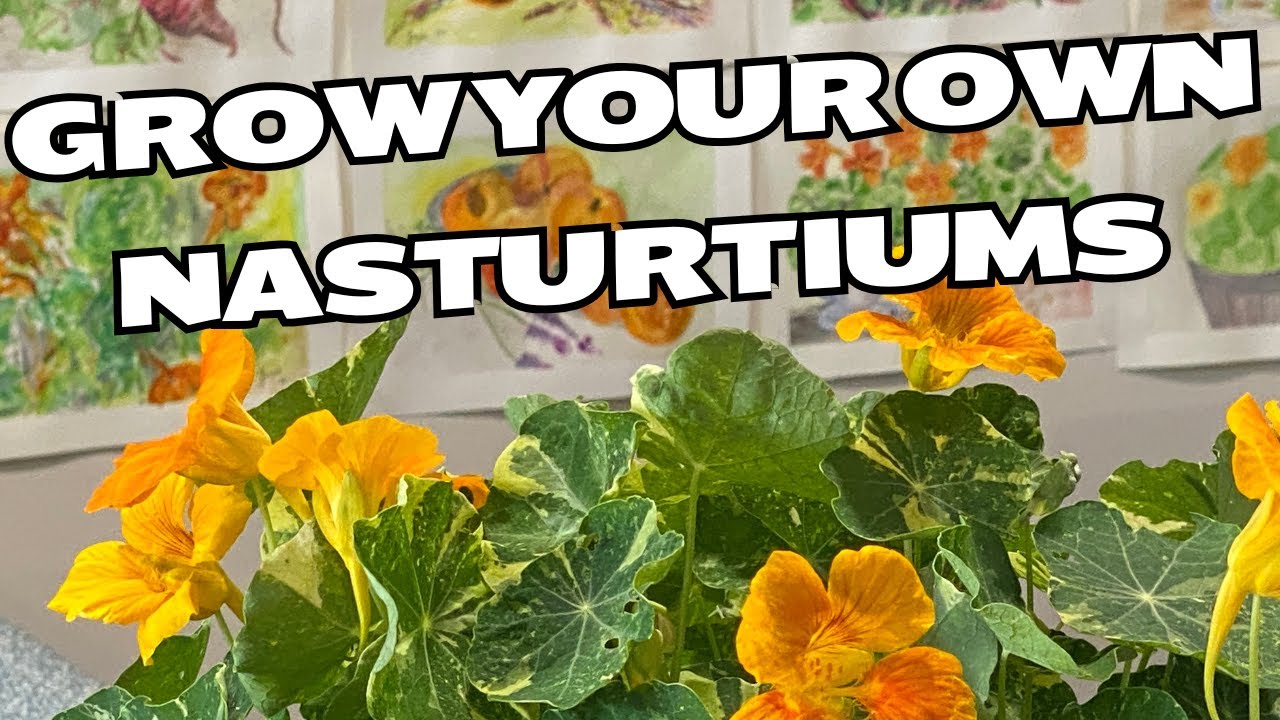 NASTURTIUMS - how to grow this cosy home garden favourite