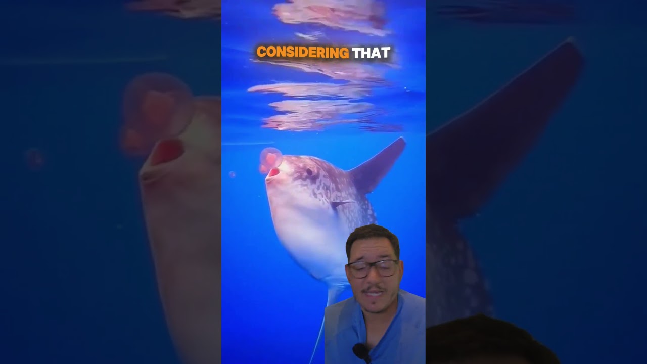The Ocean Sunfish are infested by parasites #sunfish #animalfacts