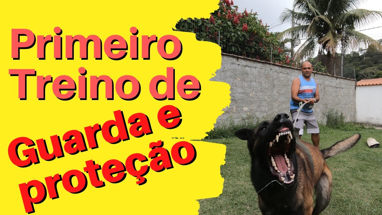 Como treinar um cachorro para morder - Treino de Guarda e Proteção com Pastor Belga Malinois