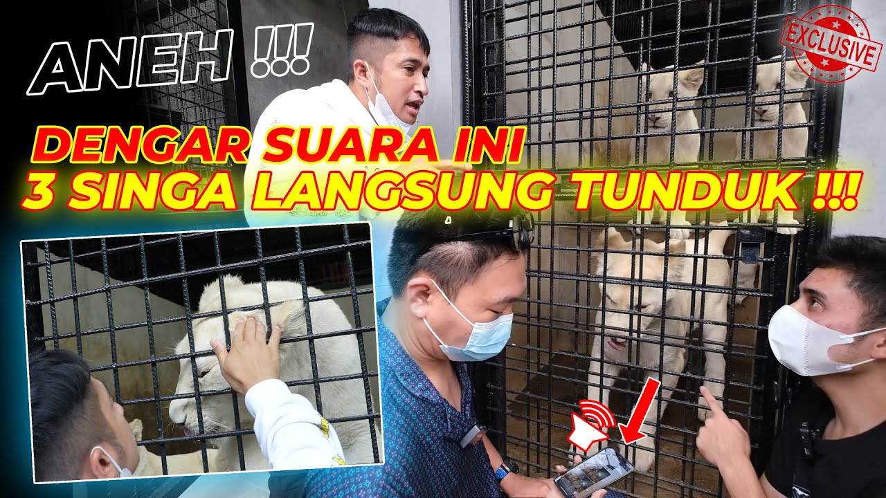 ALSHAD MELONGO !!! ADA SUARA INI,TIGA SINGA PUTIH LANGSUNG MELOW !!!