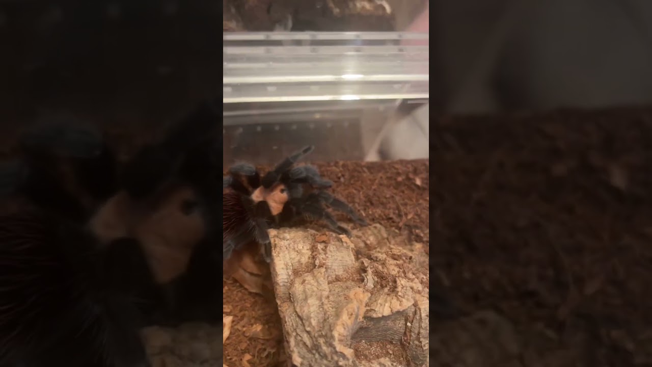 Mexican red rump gold #Brachypelma #albiceps #short #shorts #shortsvideo #tarantula # arachnid
