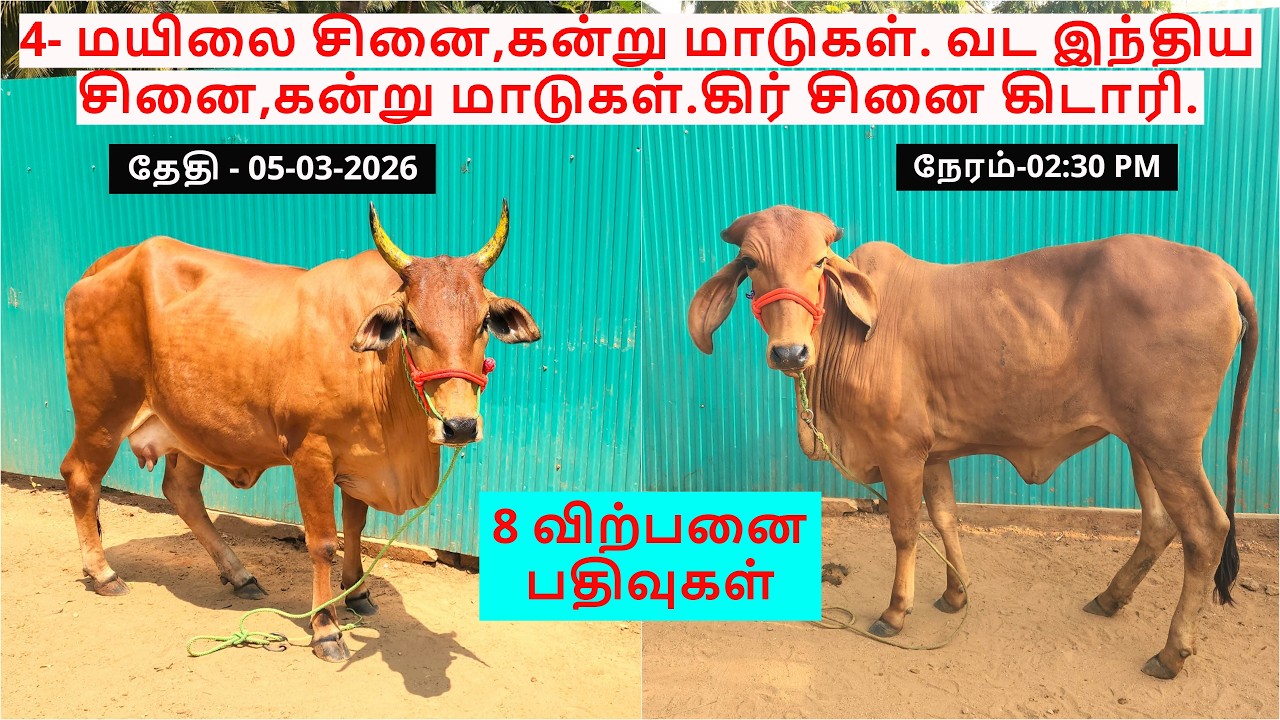 8-விற்பனை பதிவுகள்.4-மயிலைசினை,கன்று மாடுகள்.வட இந்திய சினை,கன்று மாடுகள்.கிர் சினை கிடாரி.
