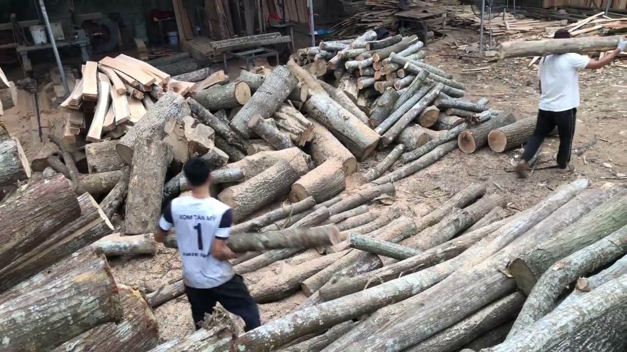 Healthy workers are loading and unloading timber at the sawmill. #wood #sawmill #woodworking #viral 