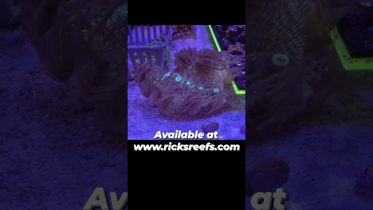Flowing Blue Tip Elegance Coral