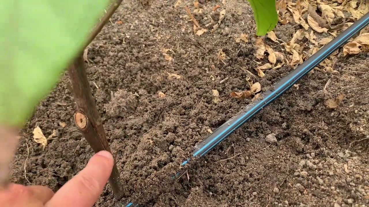 Dicas infalíveis sobre plantio de cacau pleno sol. 