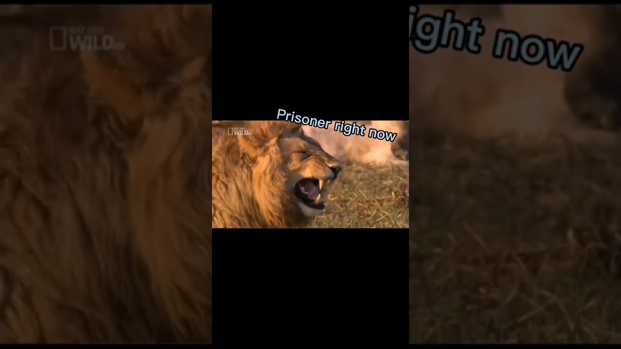 JOSEPH IS WEAK #shorts #identityv #Joseph #photographer #ACROBAT #funnymoment #idvedit #memes