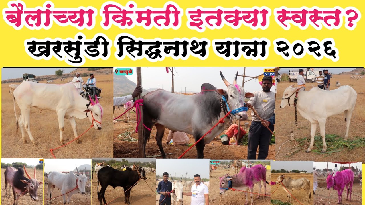 खरसुंडी सिद्धनाथ यात्रा 2026 | जतीवंत खिल्लार बैल बाजार | Kharsundi Bail Bajar | Sanchit TV News