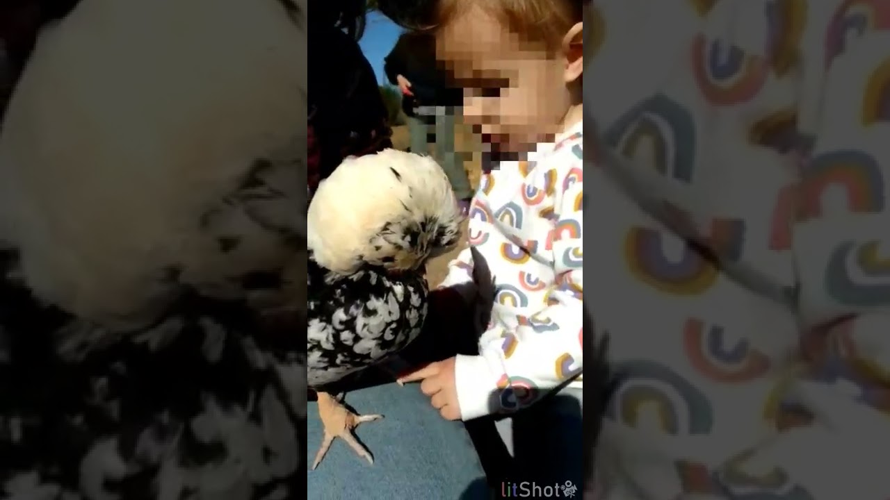 Gallina Paduana, la m&aacute;s guapa del corral