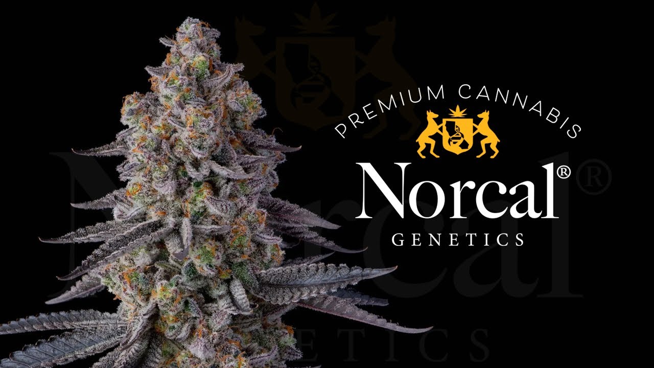 Norcal Genetics : Smokebreak EP437