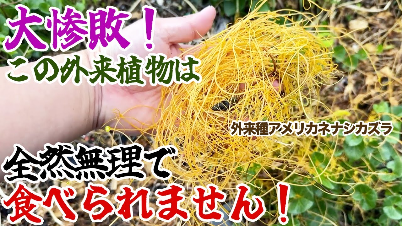 大惨敗！この外来植物は全然無理で食べられません！