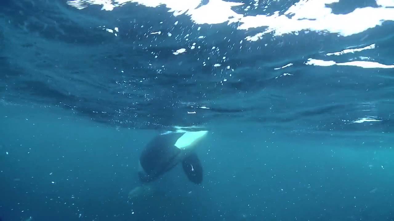 Polar Snorkeling with Orcas in Northern Norway - by Cristina Mittermeier