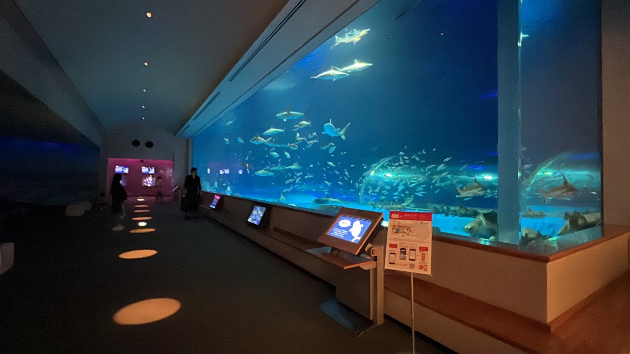 素晴らしい水族館！島根県立しまね海洋館アクアス館内を歩いてみた！【水族館の全貌がわかる！】