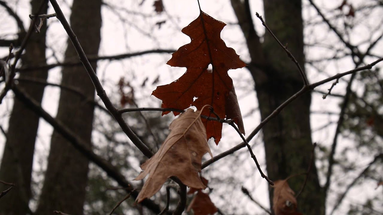 Panasonic GM1 - Still Picture Priority Test, 1080/30p MP4
