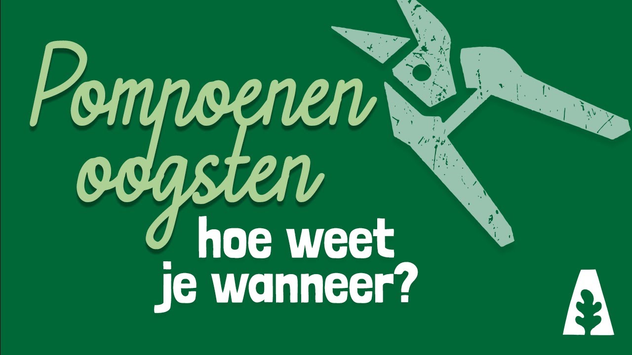 Stadstuinieren - Pompoenen oogsten: hoe weet je wanneer?