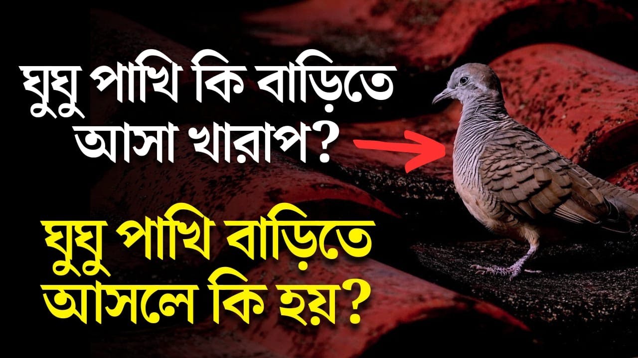 বাড়িতে ঘুঘু পাখি আসা কি খারাপ? বাড়িতে ঘুঘু আসলে কি হয়? অবশ্যই জানুন। Which birds are lucky for us