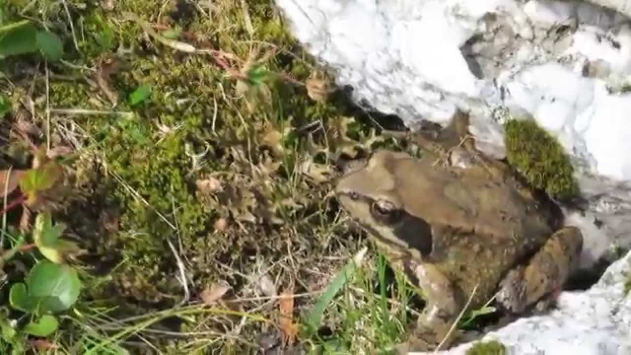 Splügen - Safierberg - Turrahus  /// 31. Juli 2015