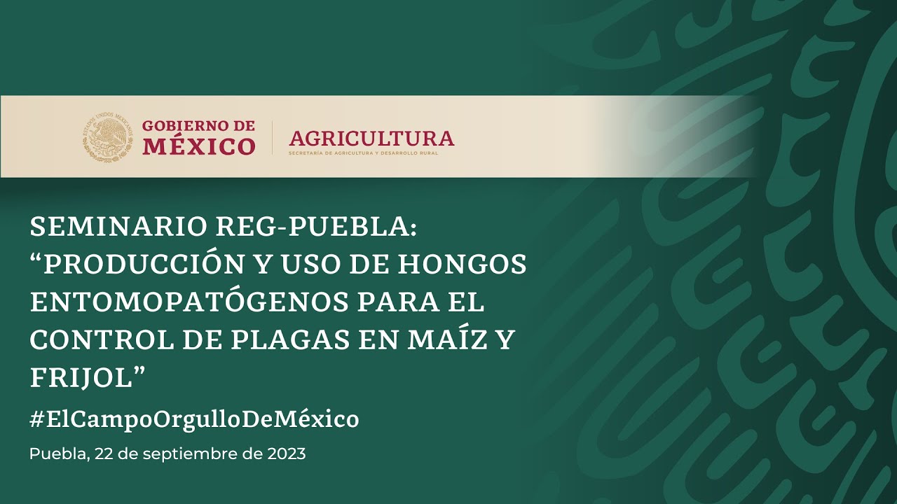 Sem Reg-Puebla:Producción y uso de hongos entomopatógenos para el control de plagas en maíz y frijol