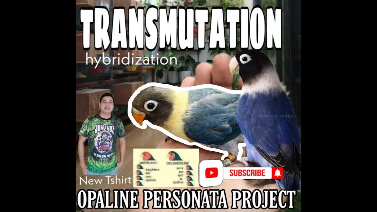 TRANSMUTATION | HOW TO PRODUCE OPALINE PERSONATA MUTATION I Usapang Personata