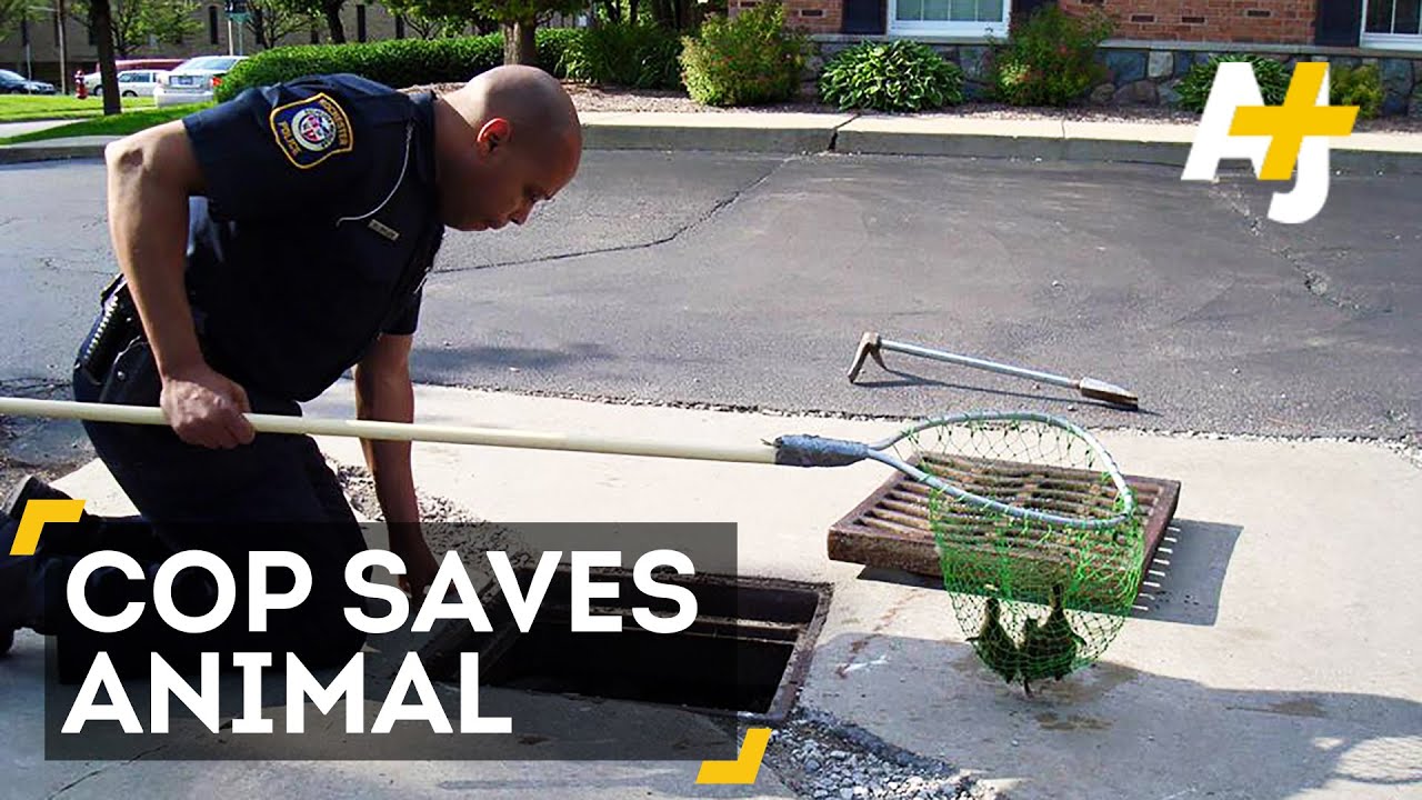 Watch Good Cops Save Animals